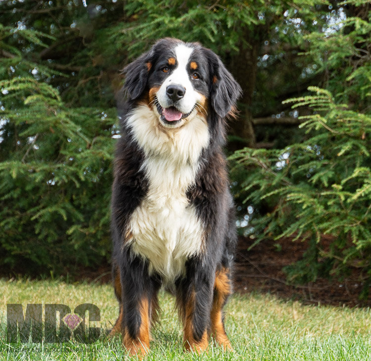 Zara Female Bernese Mountain Dog zara-female-bernese-mountain-dog